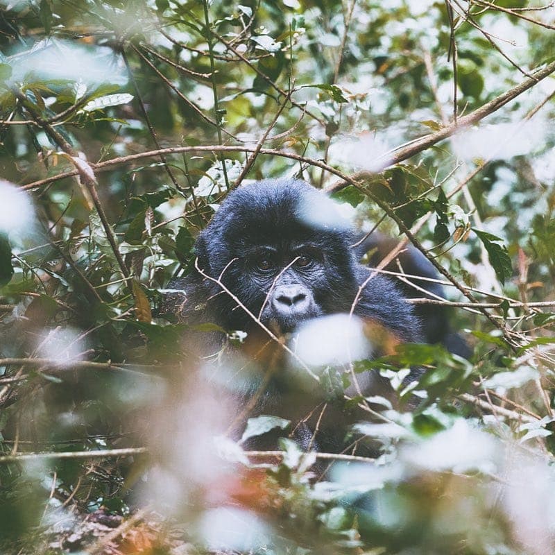 Gorillas in Uganda im November