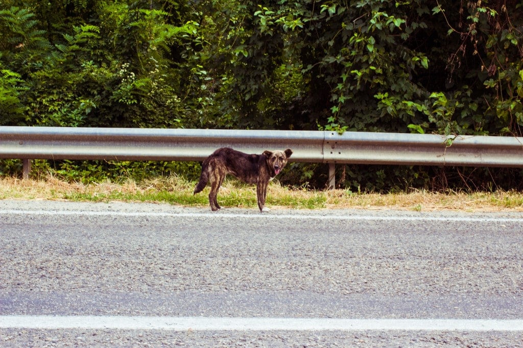 Divoký psy jsme potkávali víc než holuby.