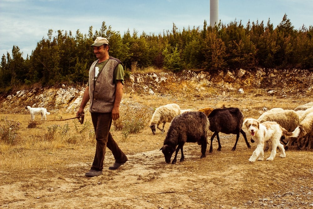 Rumunsko #3: Dokud nemaj pušky, tak je to v pohodě 12 Pasáček ovcí