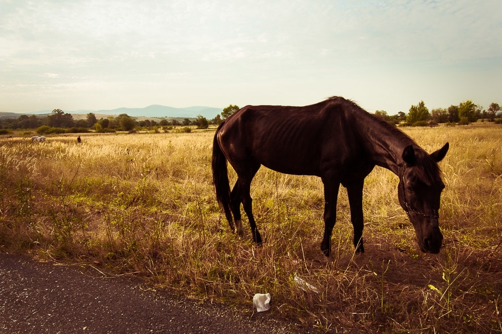 Rumunsko #3: Dokud nemaj pušky, tak je to v pohodě 16 Koně