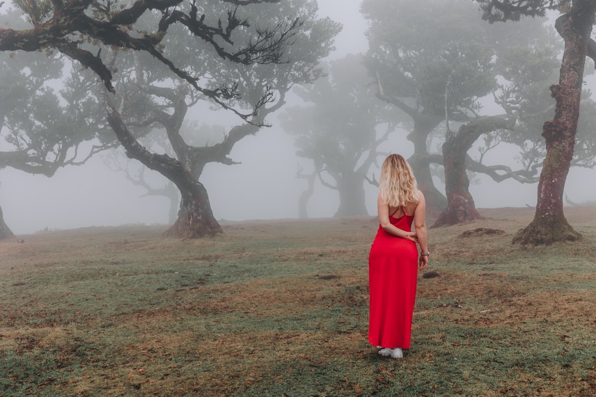 Fanal Forest na Maderze to jedno z najlepszych miejsc do zobaczenia