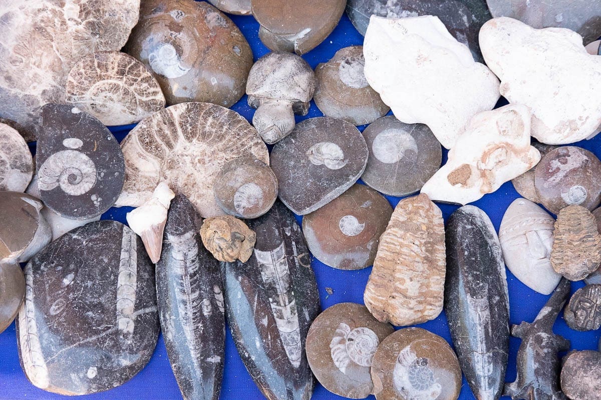 Skamieniałości są często fałszywe