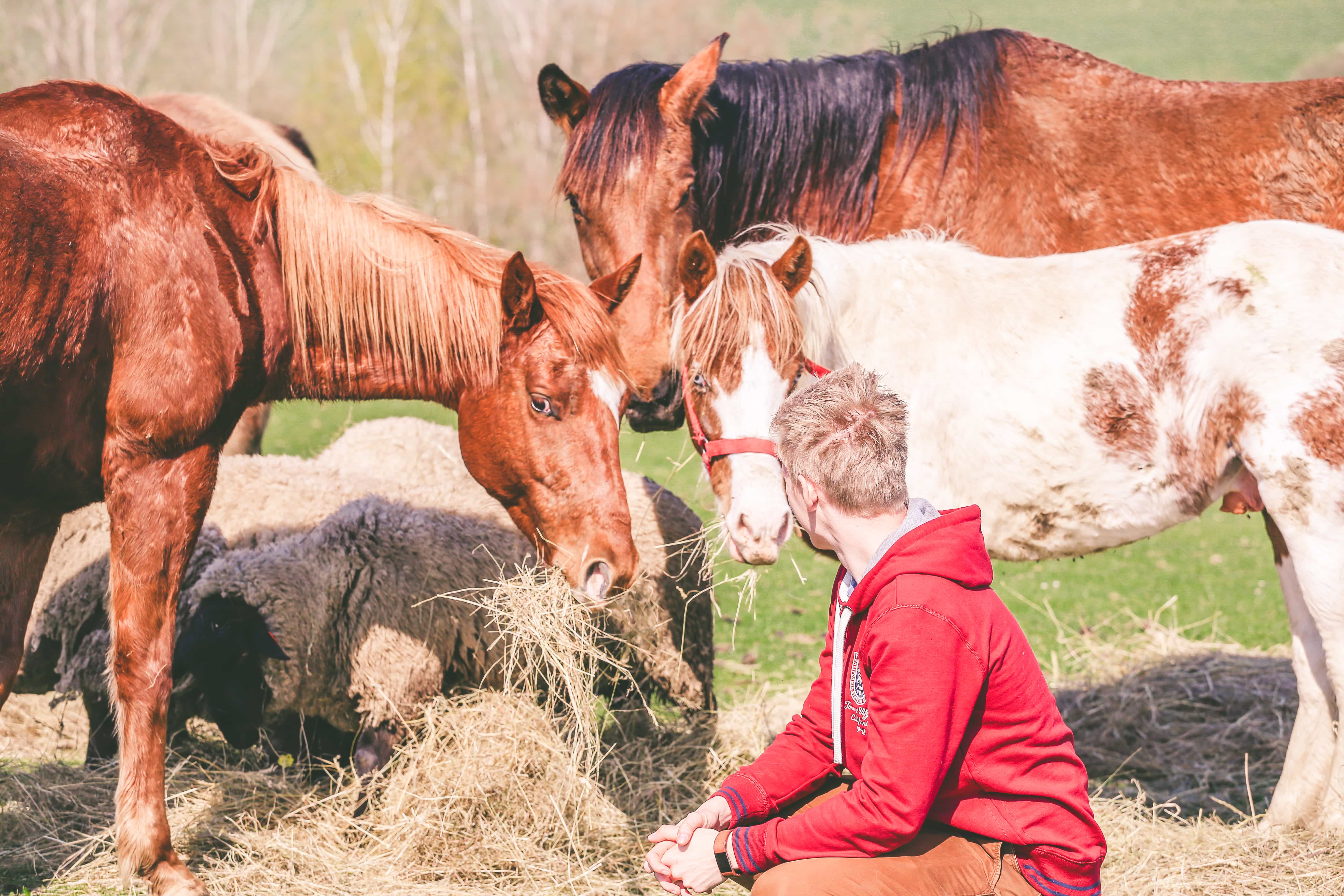bezpłatne zakwaterowanie zwierzęta