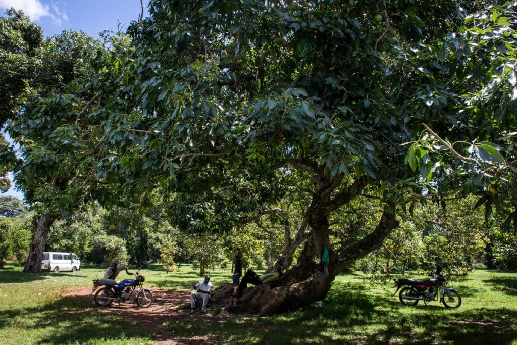 Botanická zahrada v Entebbe. 