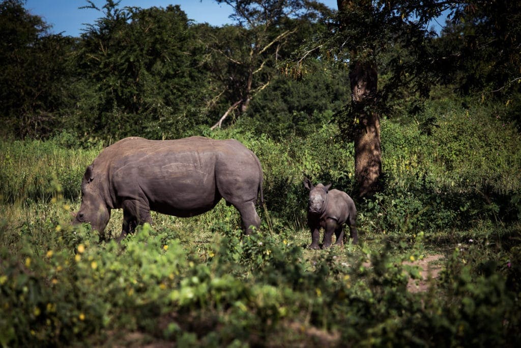 V 70. letech je tady úplně vybili a teď se je snaží přivést zpět.