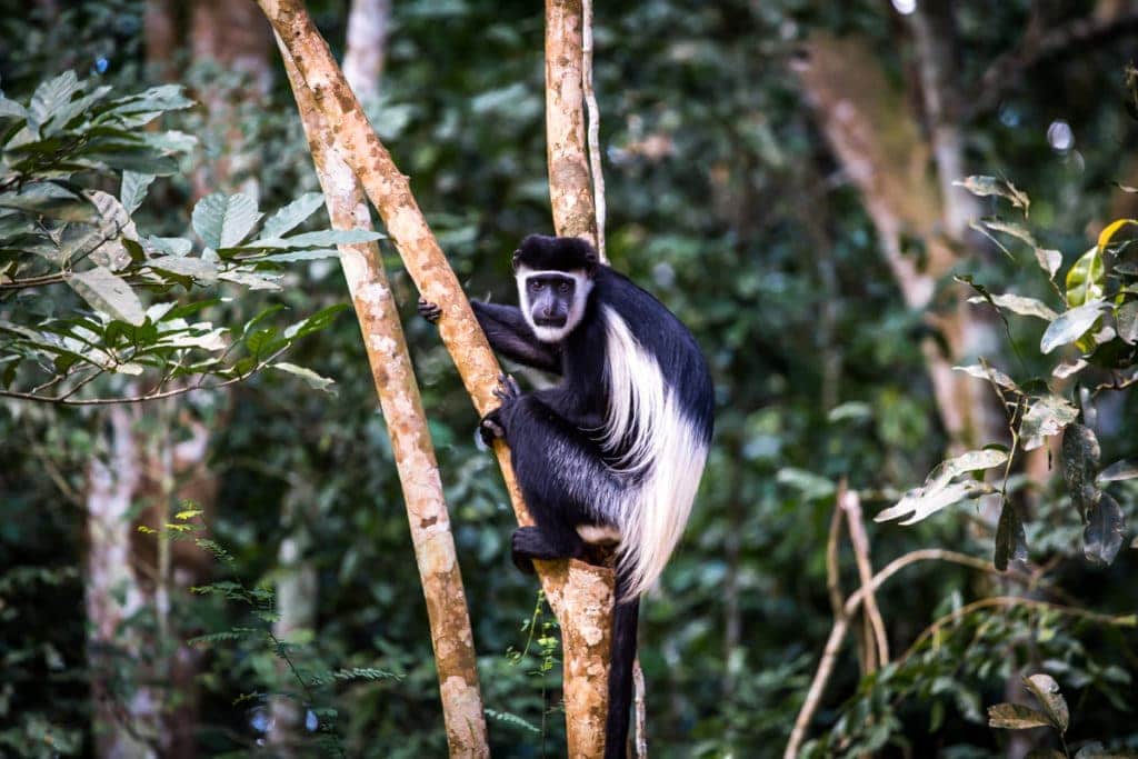 Cesta do Murchinson Falls National Parku je příšerná, ale ne nudná. Celou dobu kolem vás skáčou opice. 