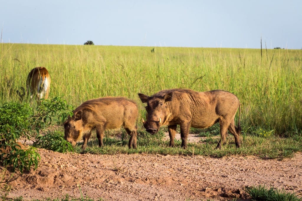 Pumpa neboli africké prase