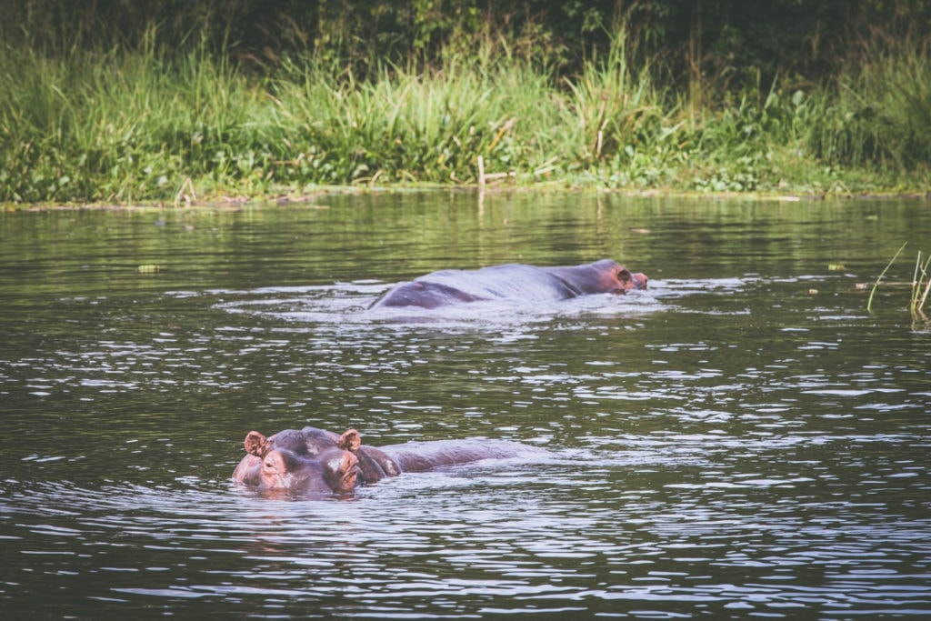 Hrochy jsme pak viděli i za dne