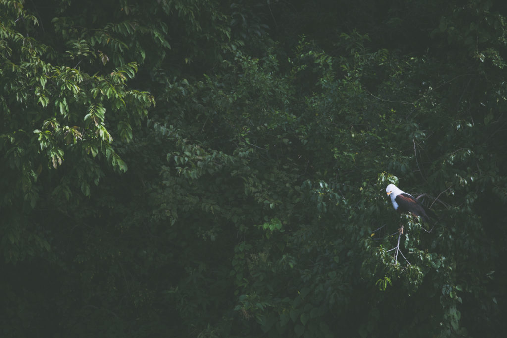 Do Ugandy se jezdí i na pozorování ptáků