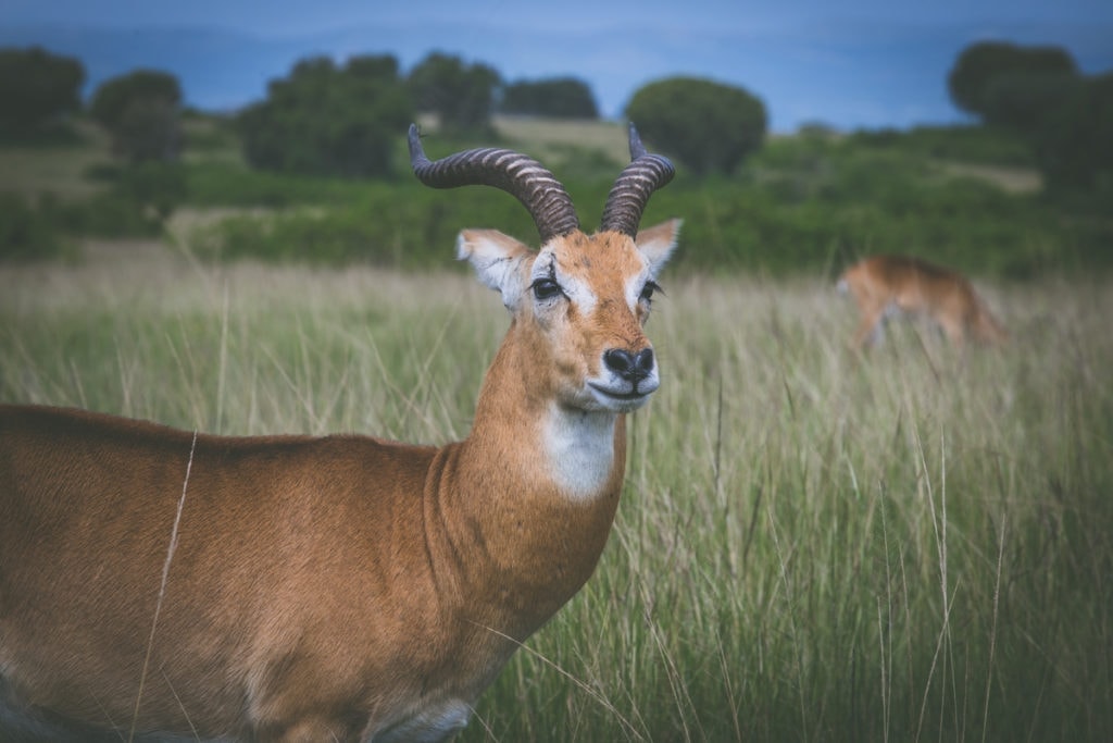 Nejvíce jsme viděli antelop