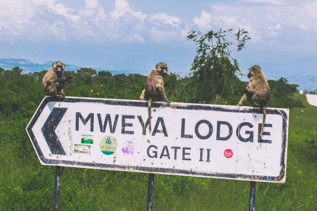 Pozorovat opice byla jedna z našich nejoblíbenějších aktivit