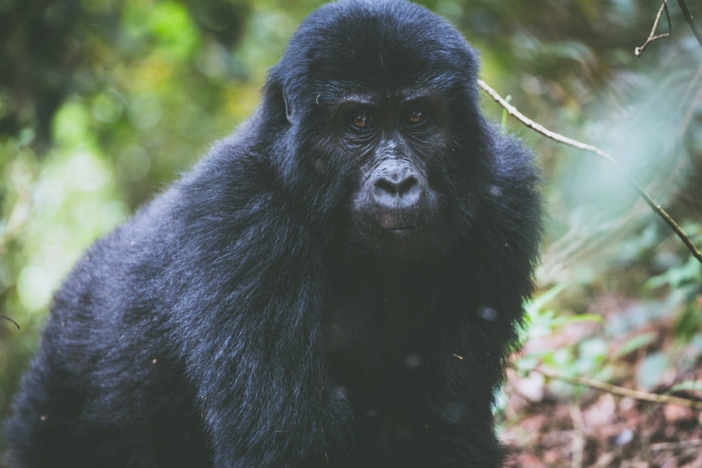 Z Queen Elisabeth National Parku jsme vyrazili do Bwindi National Parku na gorily