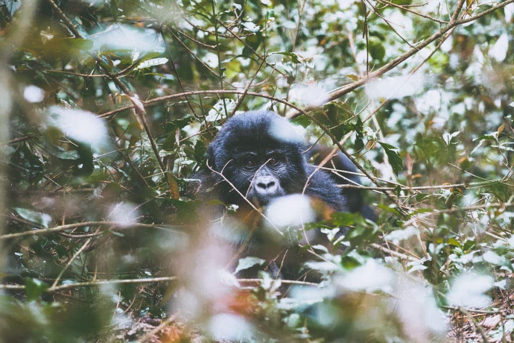 Těchto horských goril je na světě jen 800 a všechny žijou ve dvou Národních parcích v Ugandě. Jeden z těch národních parků zasahuje i do Demokratické Republiky Kongo a Rwandy. Nikde jinde na světě se s nimi setkat nemůžete. 