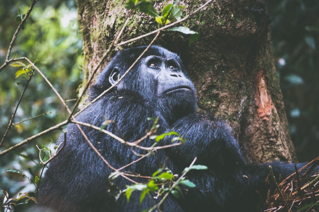 Když jsme je spatřili, konečně jsme pochopili, proč to lidi považují za nejúžasnější zkušenost v jejich životě