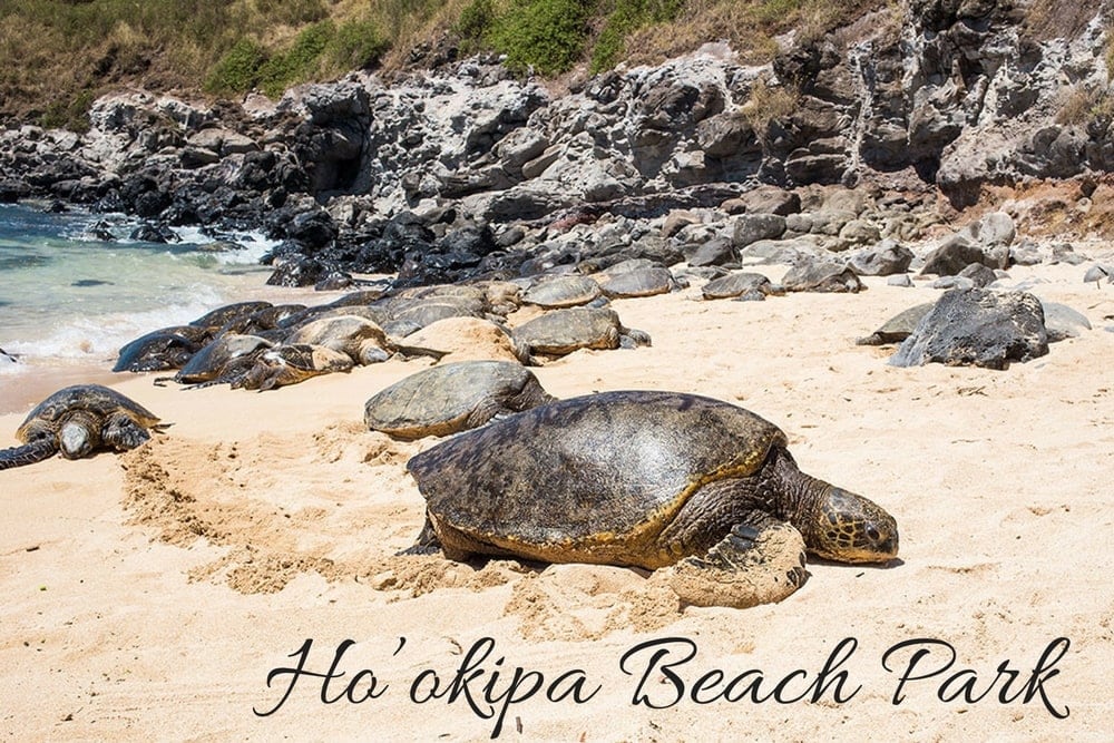 hookipa beach park maui hawaii