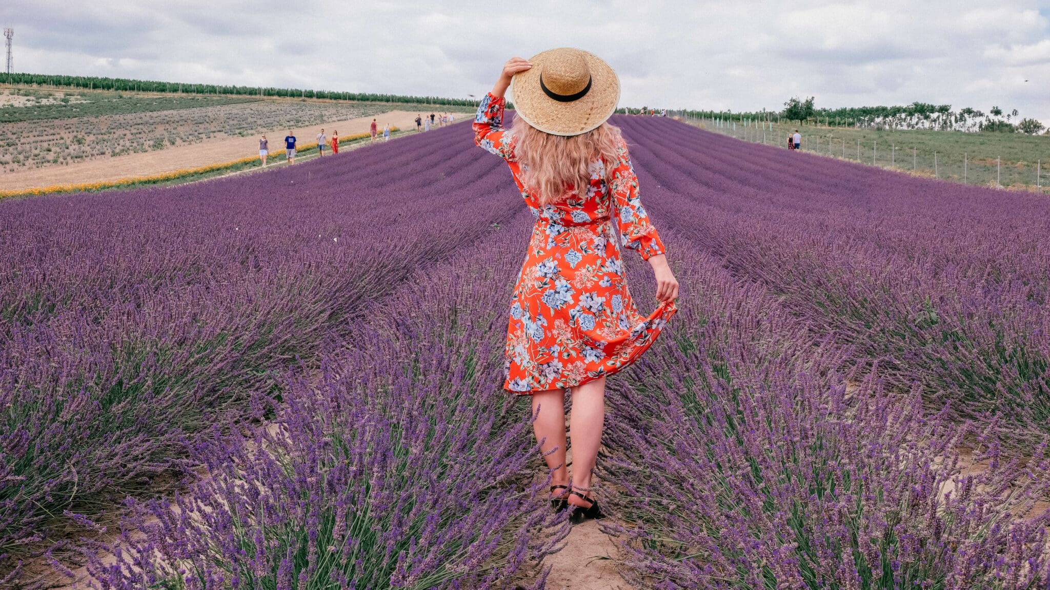 Levandulové pole u Mikulova
