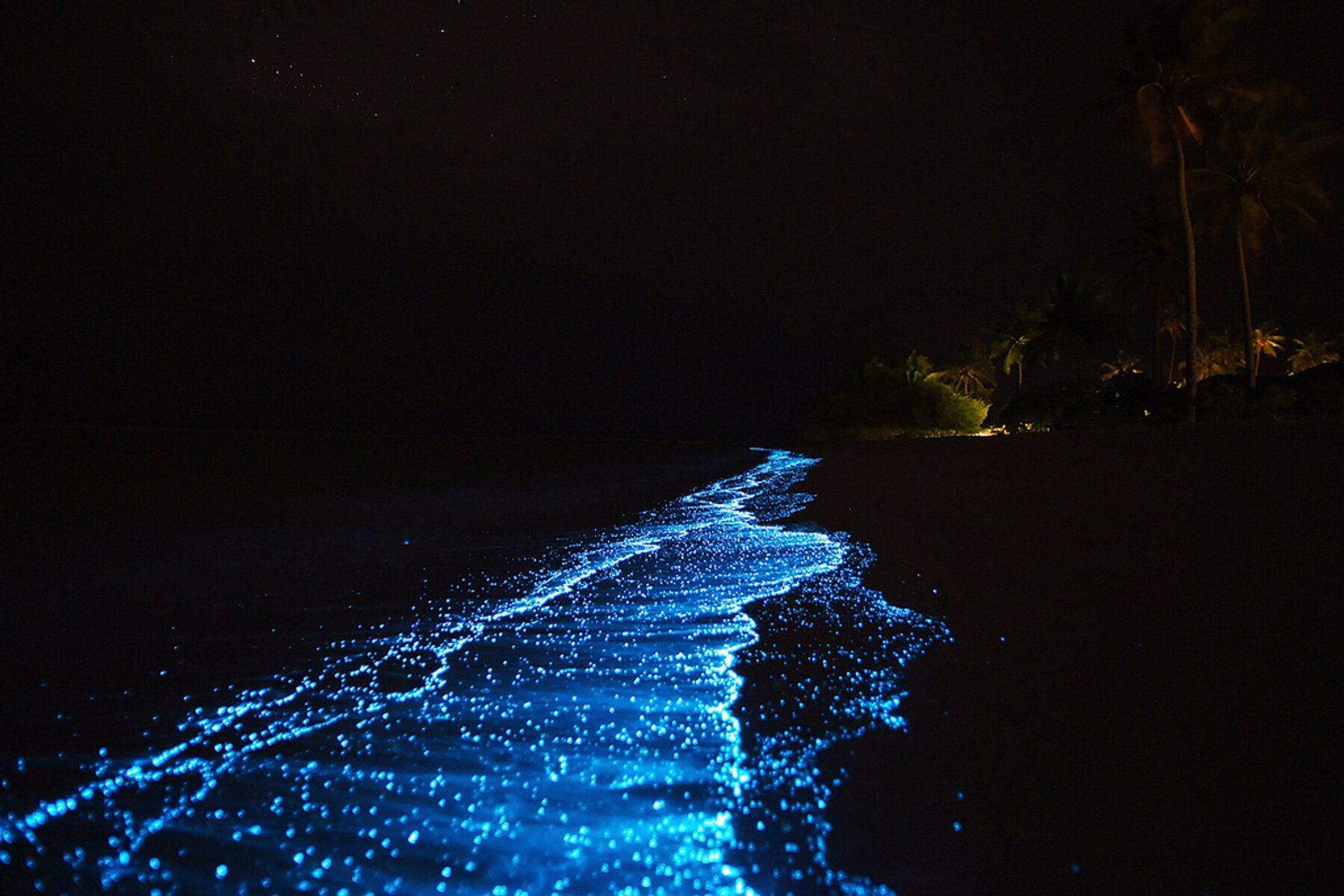 Glowing plankton on Holbox  