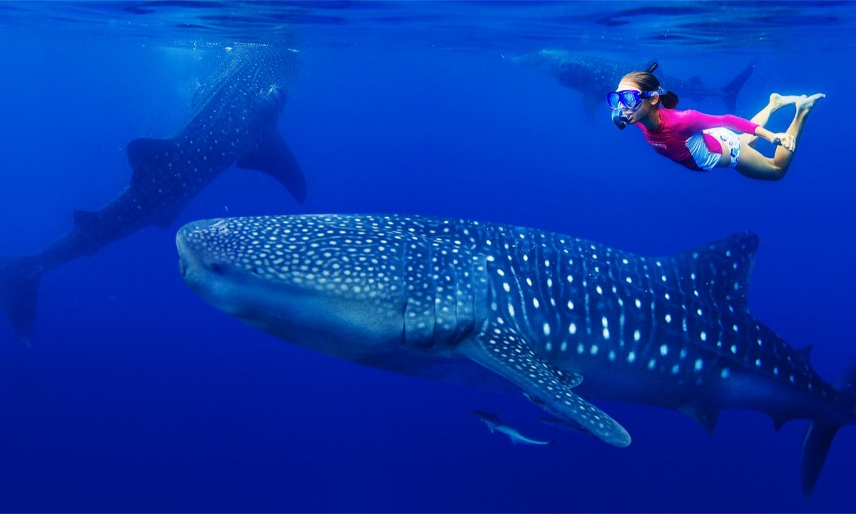 potapeni se zraloky velrybimi