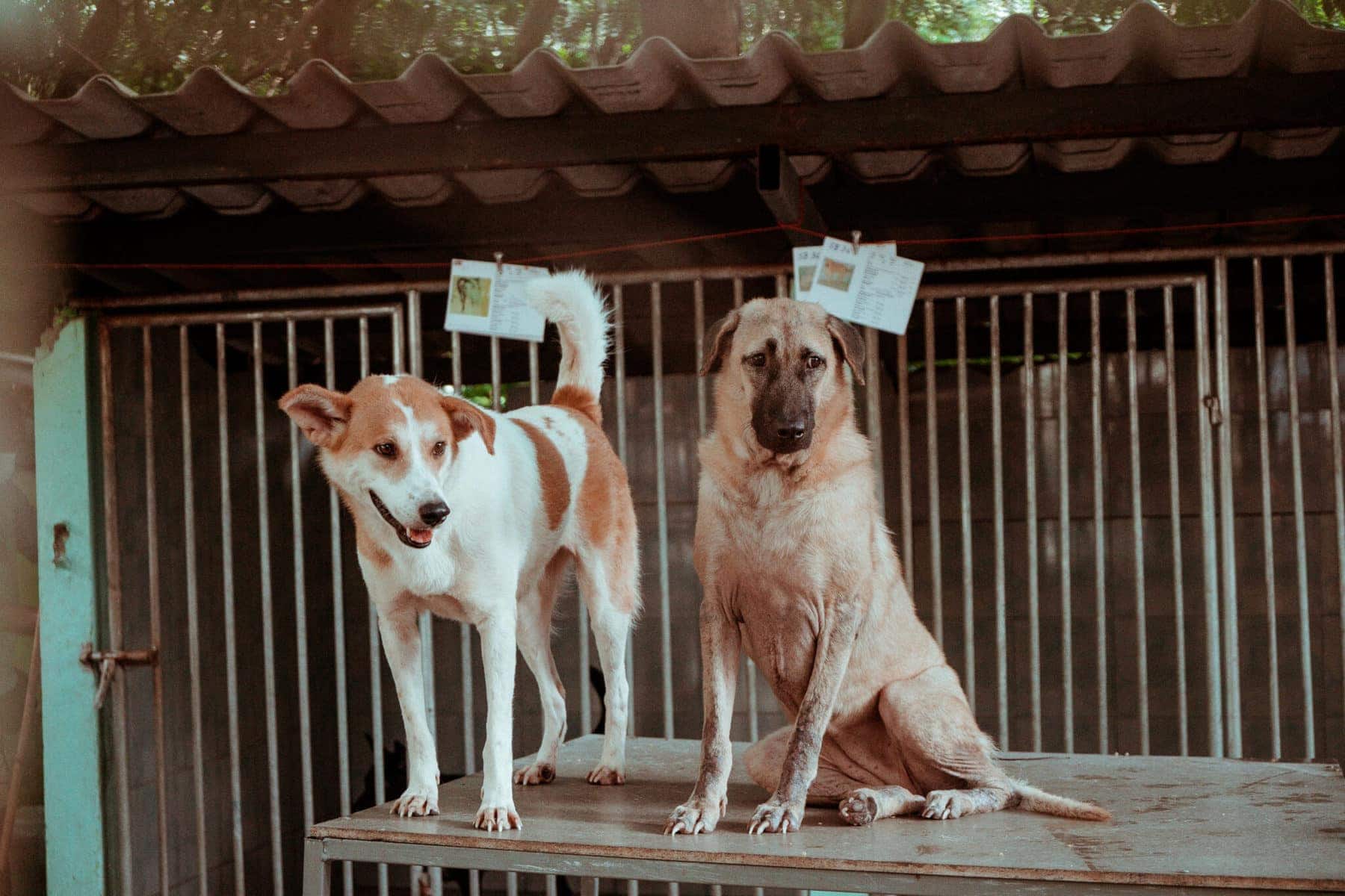 Zwei Hunde im Waisenhaus auf Koh Samui