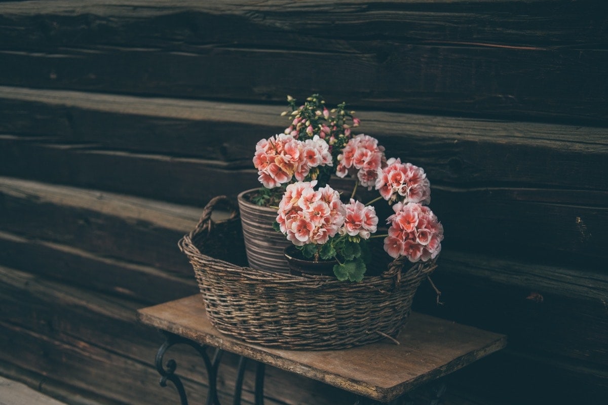 Kvety vo Valašskom múzeu - Beskydy, kam na výlet s deťmi v okolí