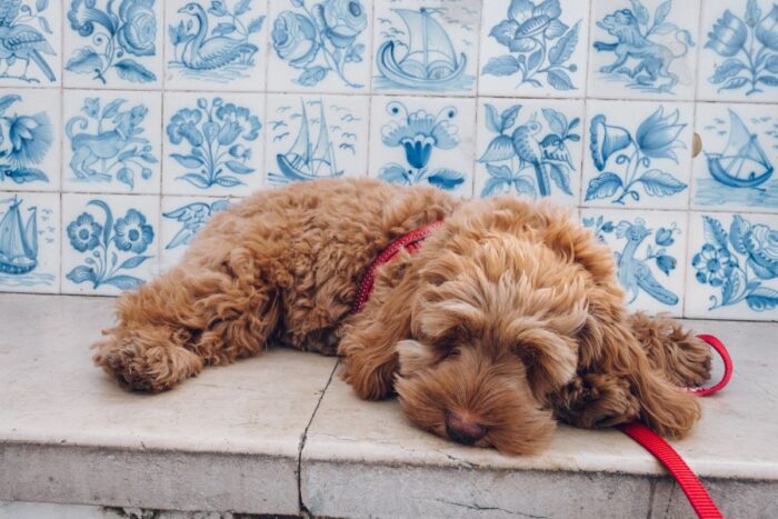 rest at Miradouro Santa Catarina in Lisbon