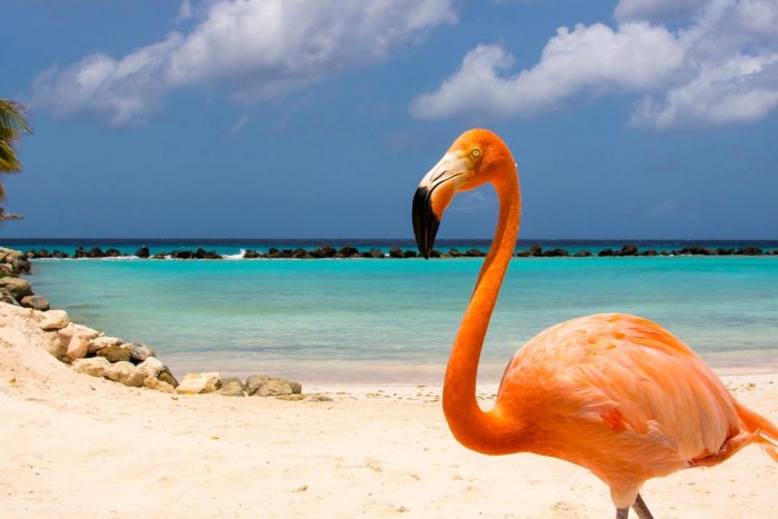 kam na dovolenku k moru v decembri - Aruba