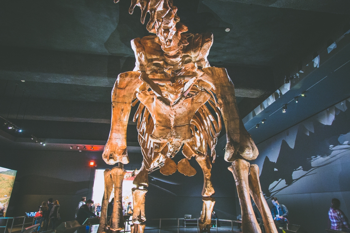 Americké přírodovědné muzeum – American Museum of Natural History