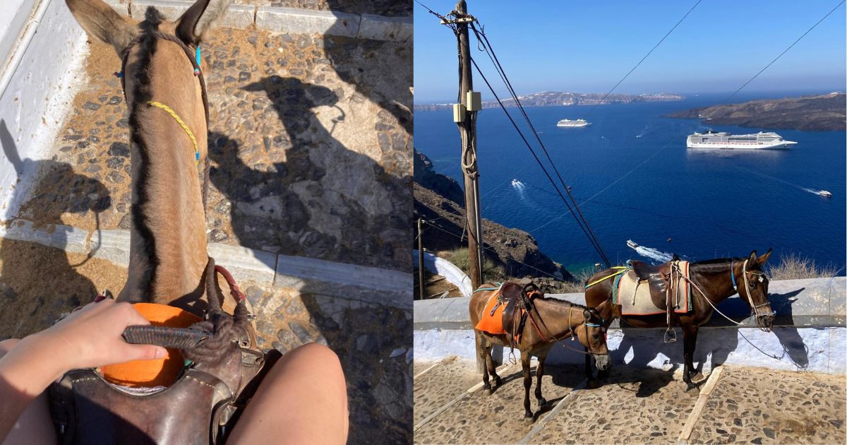 Ânes à Santorin