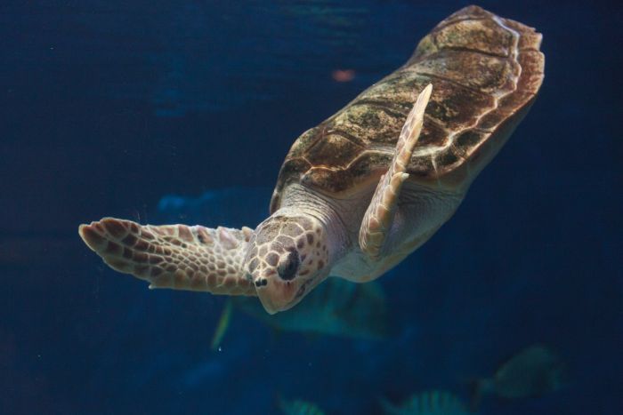 Wissenswertes Zakynthos: Die Unechte Karettschildkröte