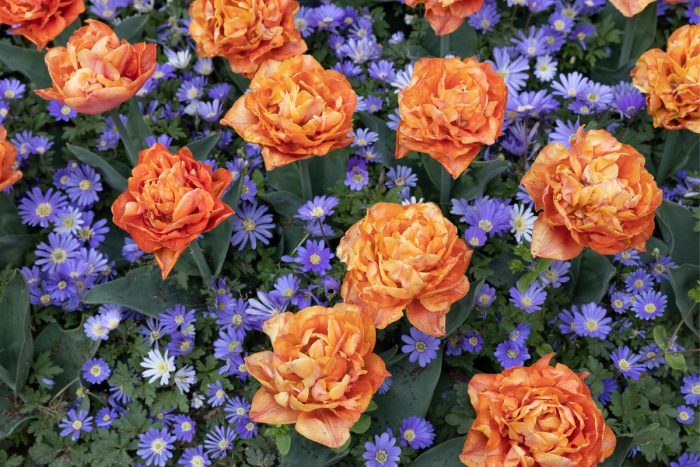 Tulipany w Keukenhof