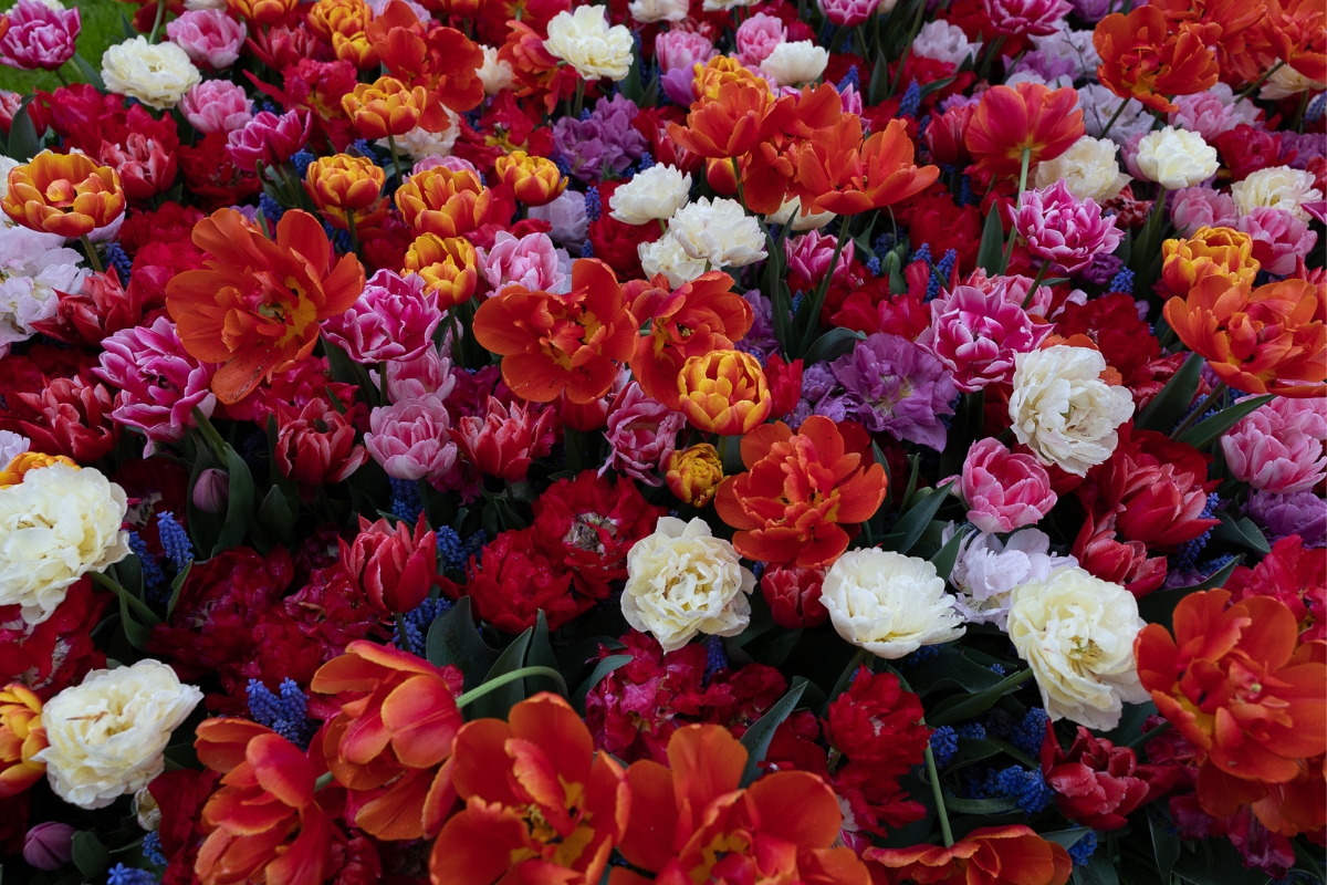 Keukenhof: Kam na tulipány v Holandsku