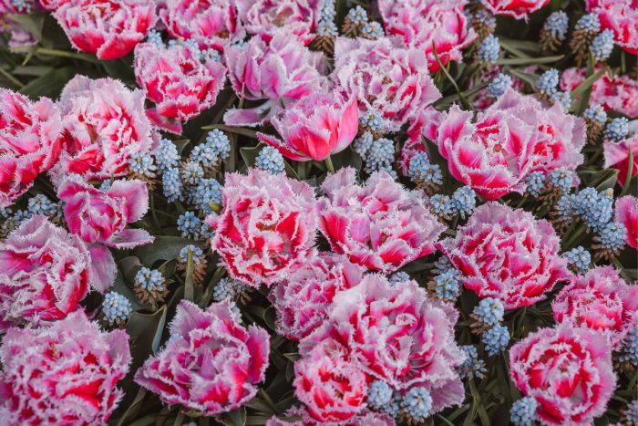 Keukenhof - wskazówka na wycieczkę z Amsterdamu