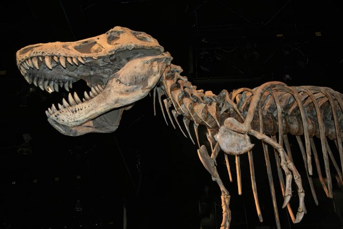 Royal Tyrrell Museum