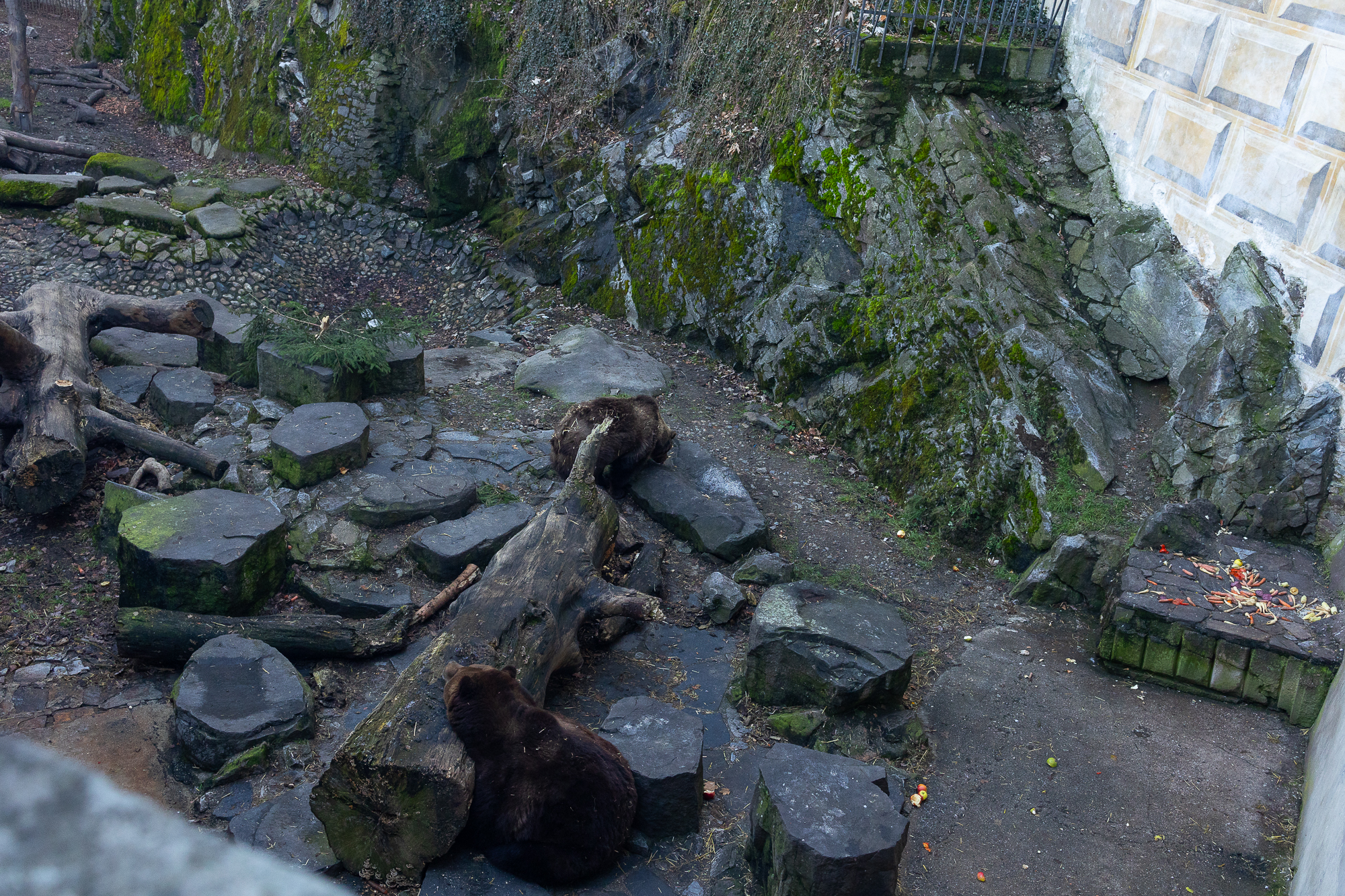 Bears in Český Krumlov