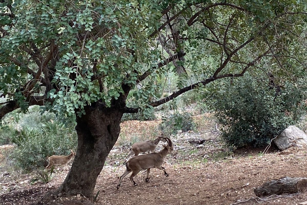 Molti animali vivono nella zona del sentiero.