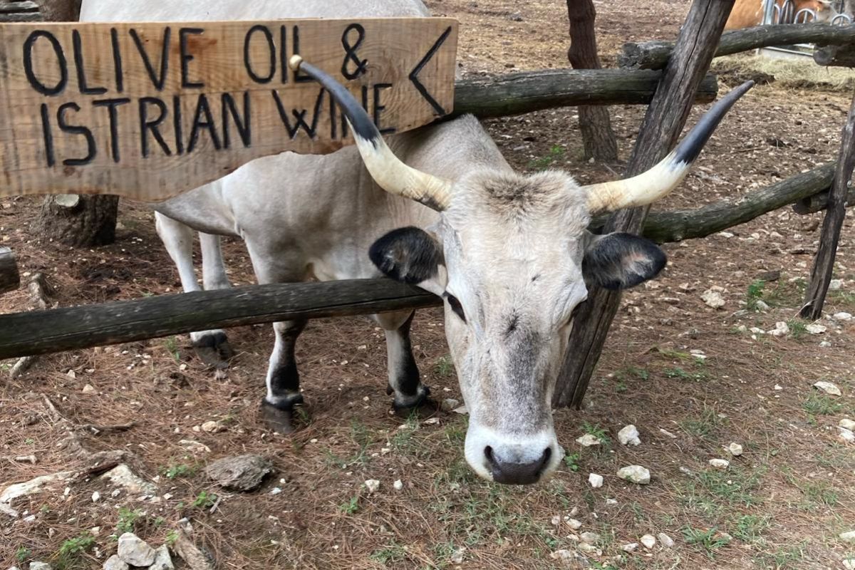 Fattoria istriana a Kamenjak