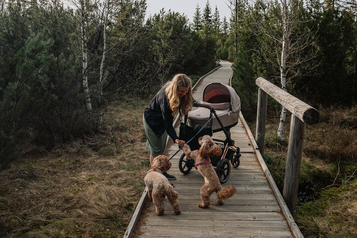 Šumava s kočárkem