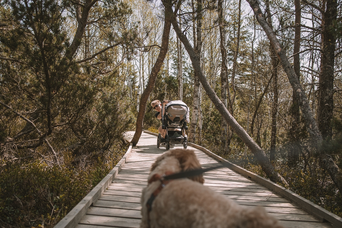 Šumava s kočárkem – Chalupská slať