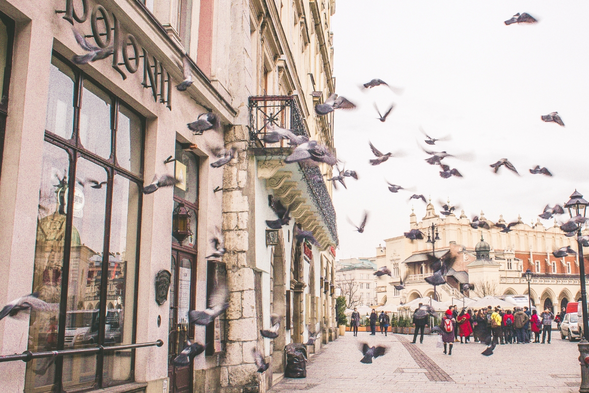 Holuby na námestí