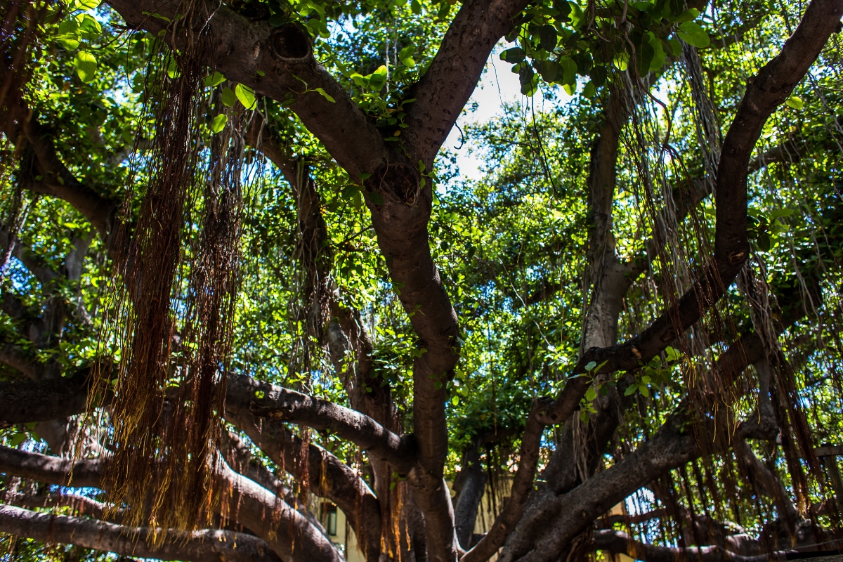 Banyan Tree, Maui, Hawaii