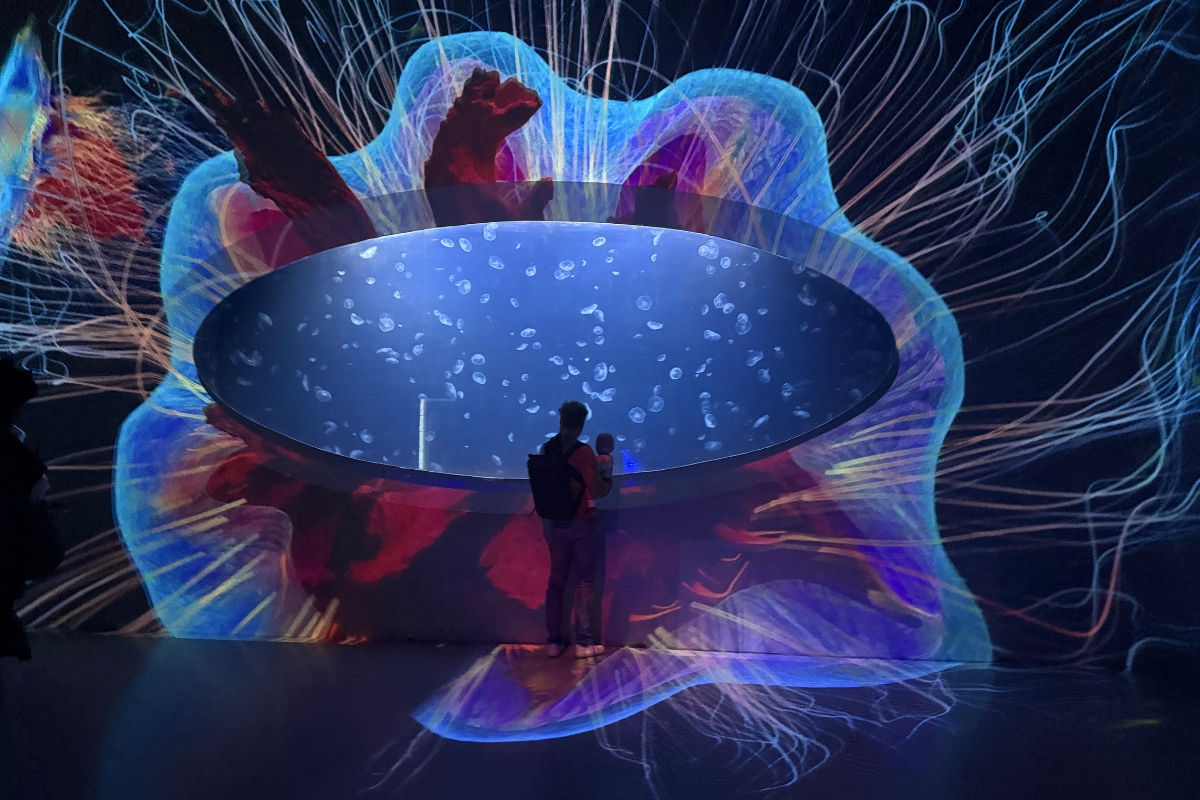 Svět medúz – Le monde des méduses