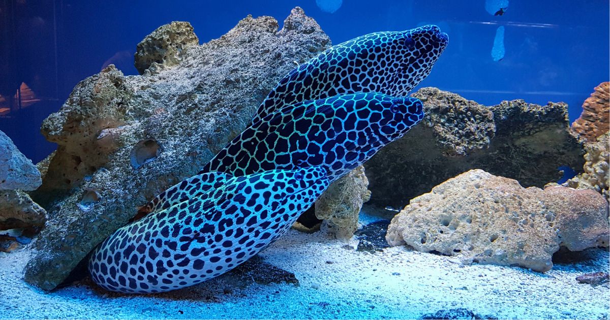 Ocenárium Kolobřeh