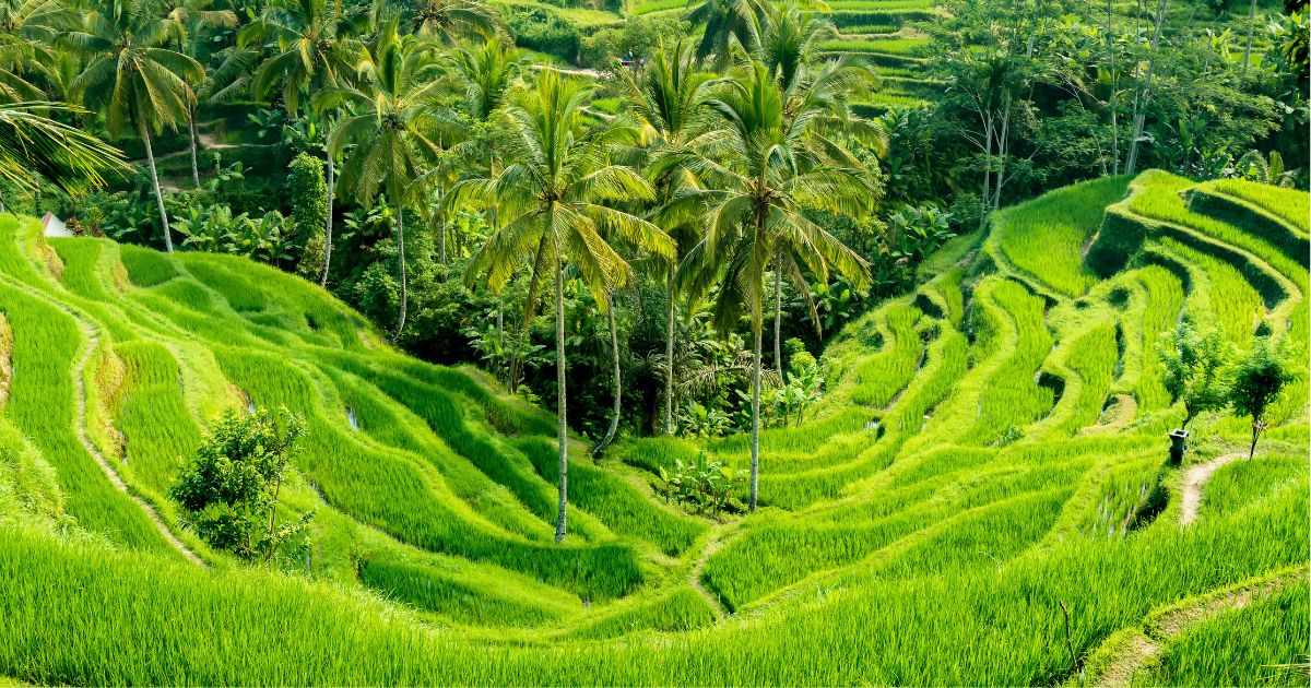 Terrazze di riso Tegallalang