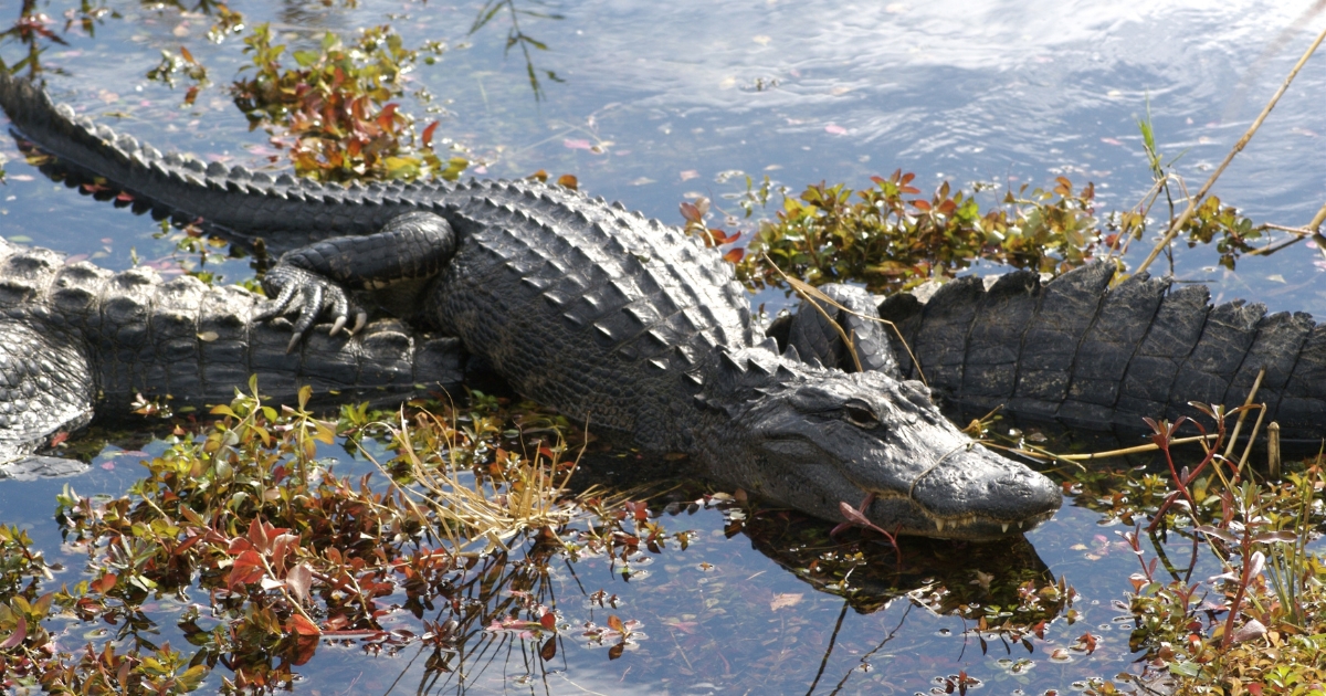 Everglades co vidět na Floridě